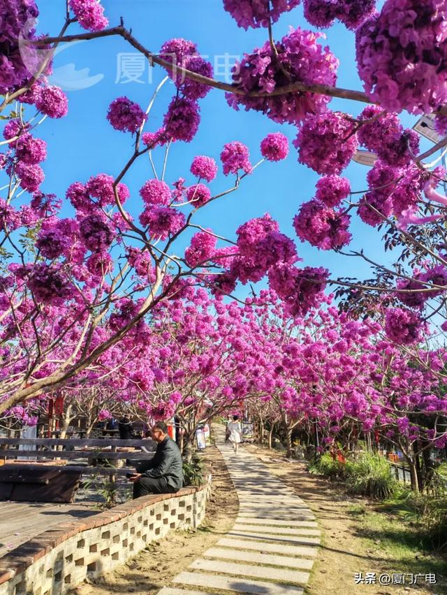 “绝绝紫”！厦门超大片紫风铃花海惊艳绽放！好拍还好玩~