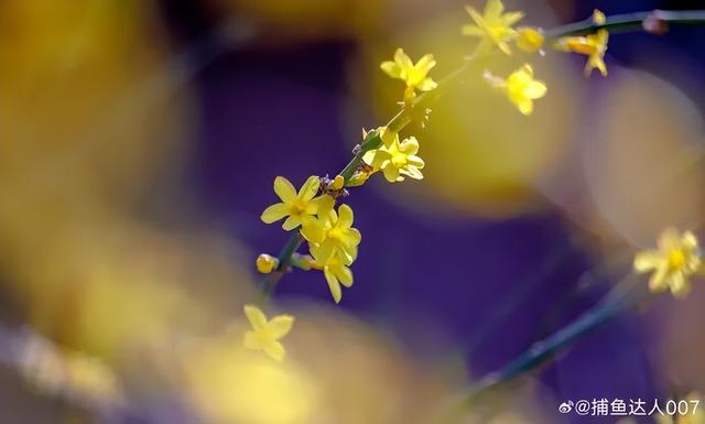 济南的春天，从一抹金黄开始！