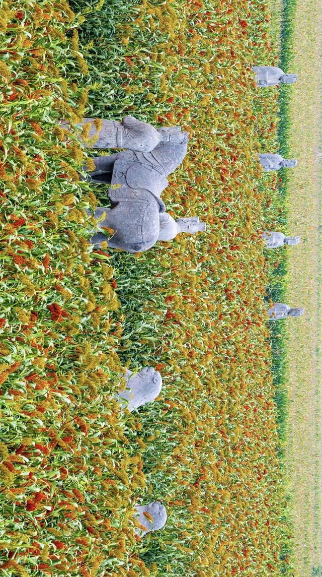 河南秋景大片，来了！