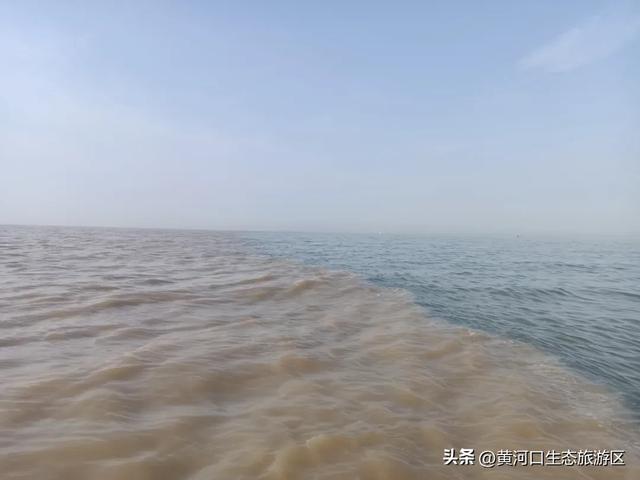 【黄河口生态旅游区】清明踏青正当时|黄河口人气爆棚,各景点游人如织!
