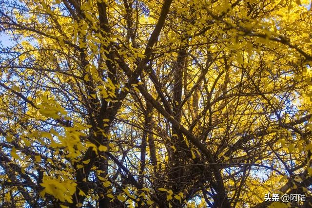 崇圣寺隔壁也有古银杏,就在三文笔村,长势更加风华正茂