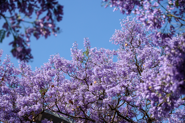 全城“追花”！航天北路开启“人从众”模式