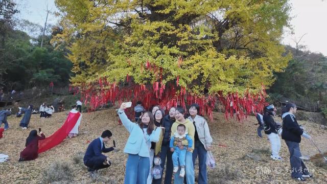 初冬“杏”韵：邂逅贵州的金色浪漫