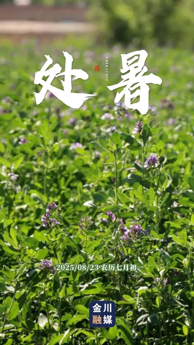 原创海报 | 处暑至 秋意浓！金川融媒邀您共赏初秋之美