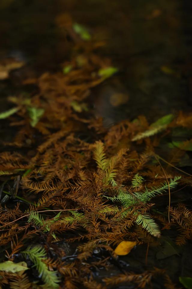 时间在这里按下暂停键，让我们见证季节变换
