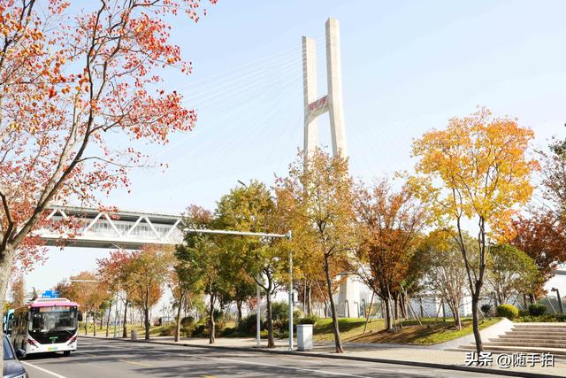 上海：闵行“小外滩”的乌桕“换妆”秋意浓错过成“遗憾”