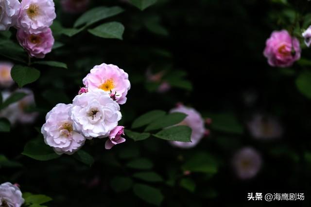 四段式两性关系：从相识到陪伴，哪个阶段最让人难忘