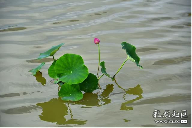 昆明福保村秋日荷塘
