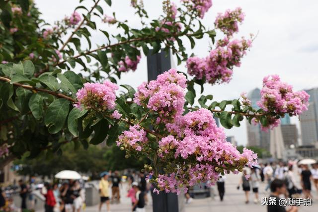 上海外滩观光平台紫薇花盛开，为都市增添一抹亮丽色彩
