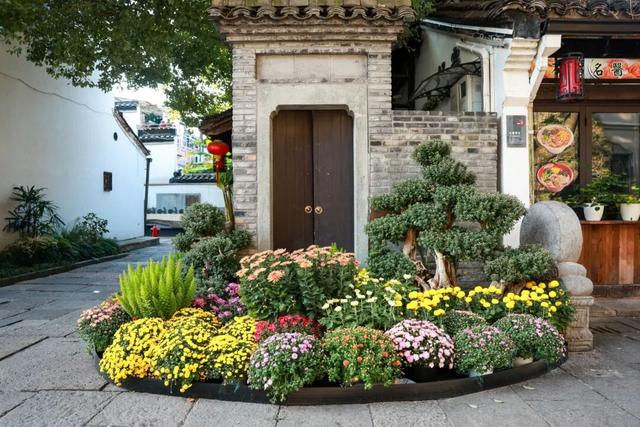 230种“秋韵”上线！拱墅这片花海藏不住了