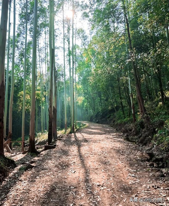成都龙泉山冷门徒步路线，大片桉树林超美，不要门票，野趣十足！