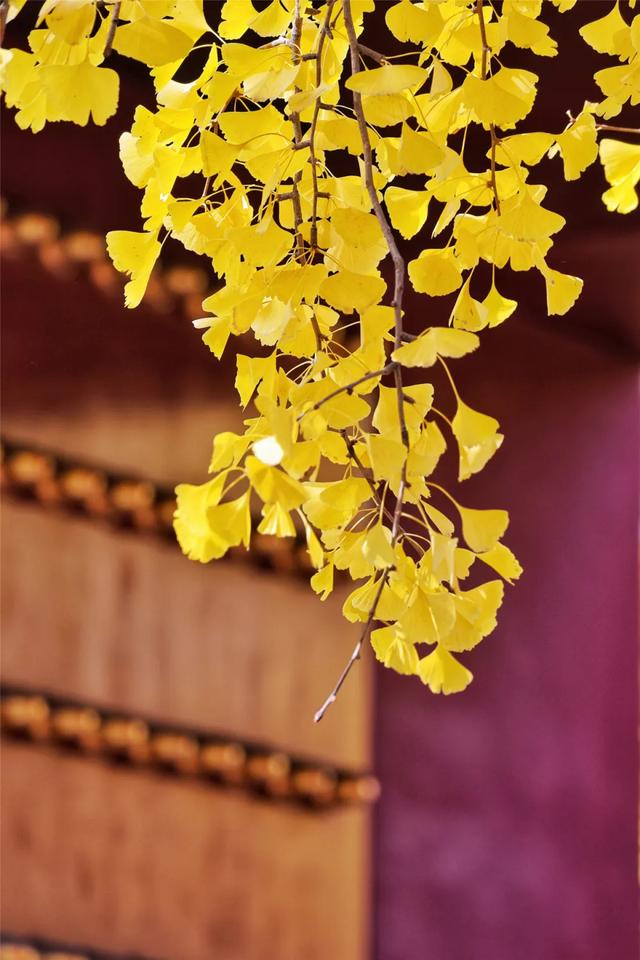 别急,地坛秋色还在!银杏节持续至本周末→