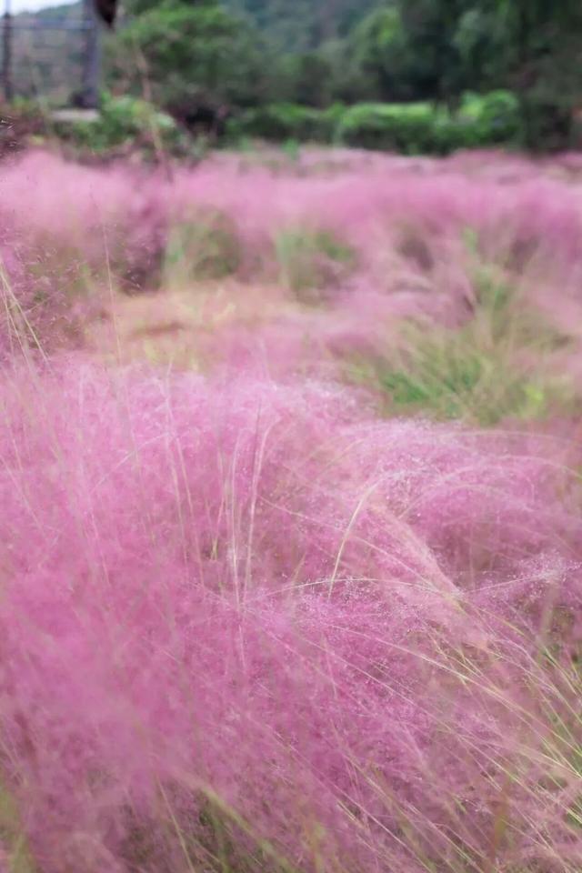 一秒圈“粉”！浙江秋天最动人的“粉色云雾”来了