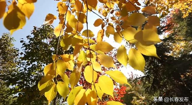 秋韵浸水园 微光与落叶的密语