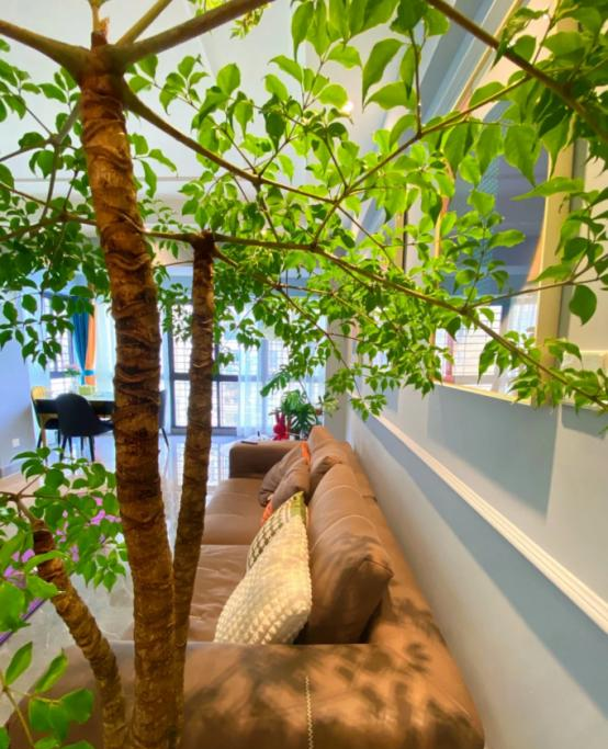 河北一太太	，在“客厅种大树”，那叫一个壮观，妥妥的视觉盛宴