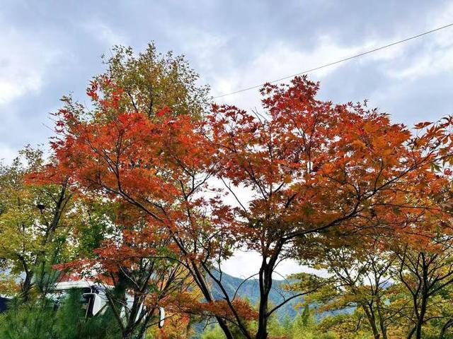 “红叶指南”迎来醉美秋色！杭州坐公交赏秋这么走