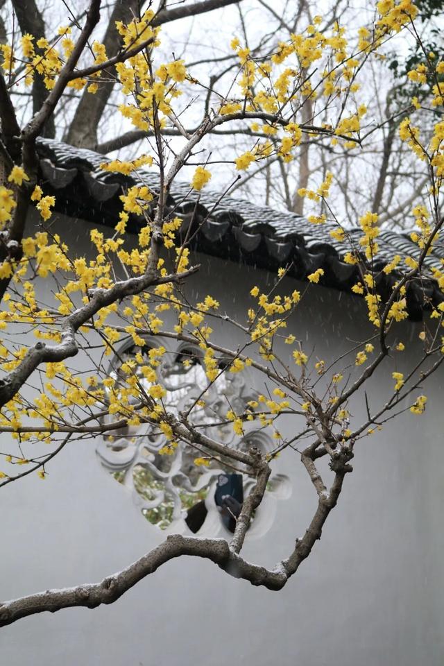 2026年的一场纯雪，让苏州一夜变成了姑苏！