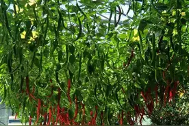 把辣椒种成一棵辣椒树！只要简单4个步骤，一看就会，种1次采多年图片