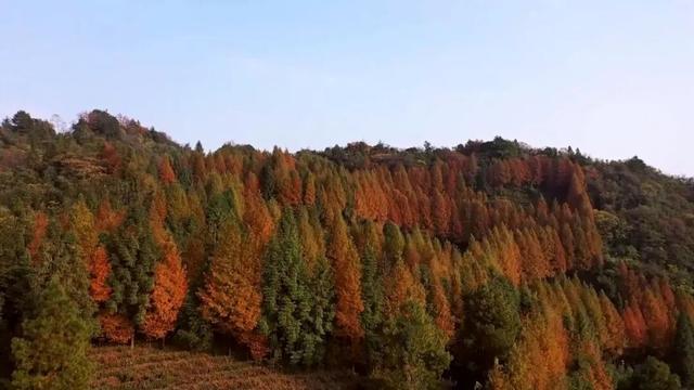 冬日来信｜在渠县秀岭春天，赴一场红叶与茶山的温柔邂逅