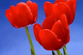 读《与妻书》，你是否也藏着这样的深情图片