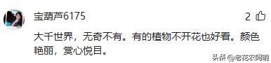 昆明一公园，因“芦苇草太梦幻”走红，网友：太美了，染色了吧？