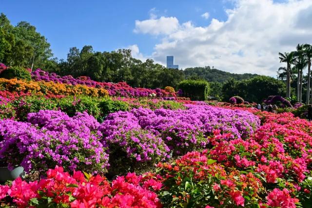 走！今天出发莲花山！拍“爆”20万㎡花海