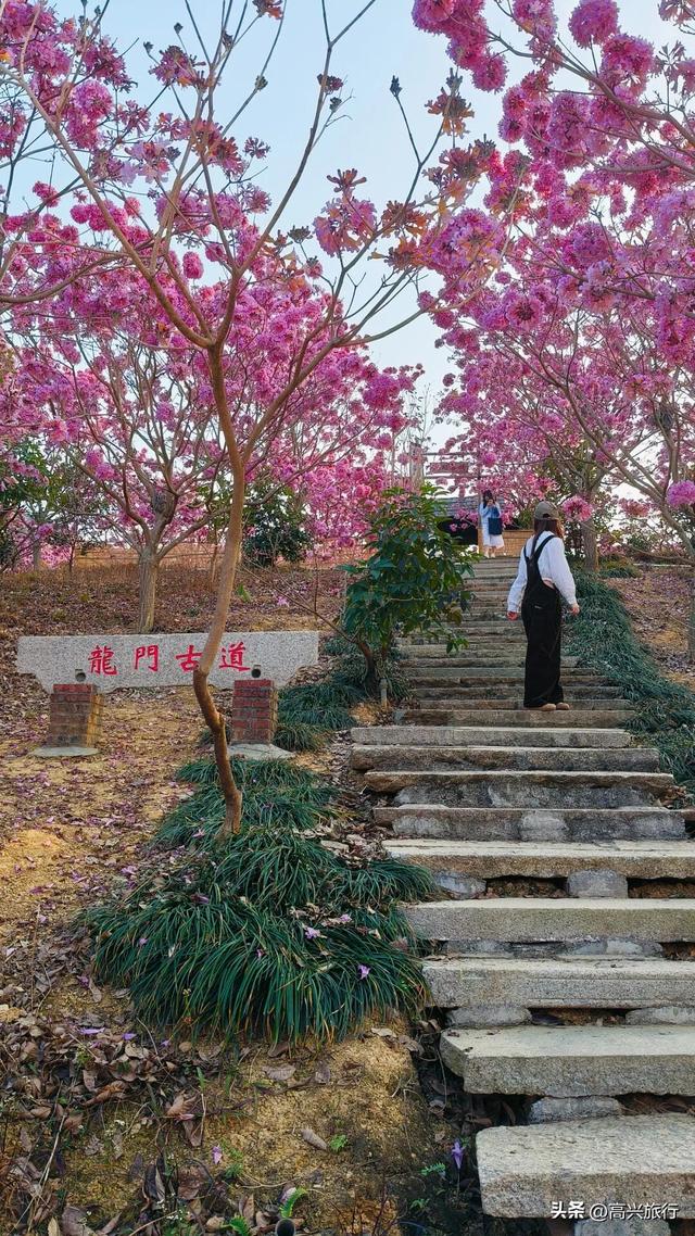 新会大泽绿美生态园太梦幻了，6000株紫花风铃开成童话花海