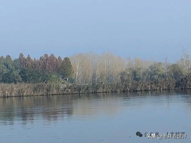 慧河湿地里的济宁新发现 || 胡成冮