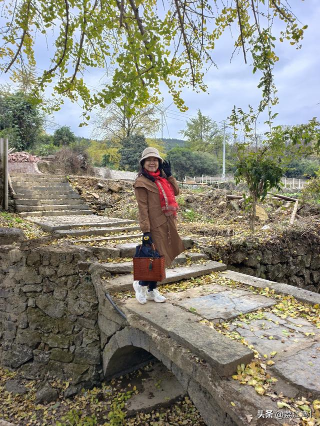 游长岗岭古村，观飘黄银杏