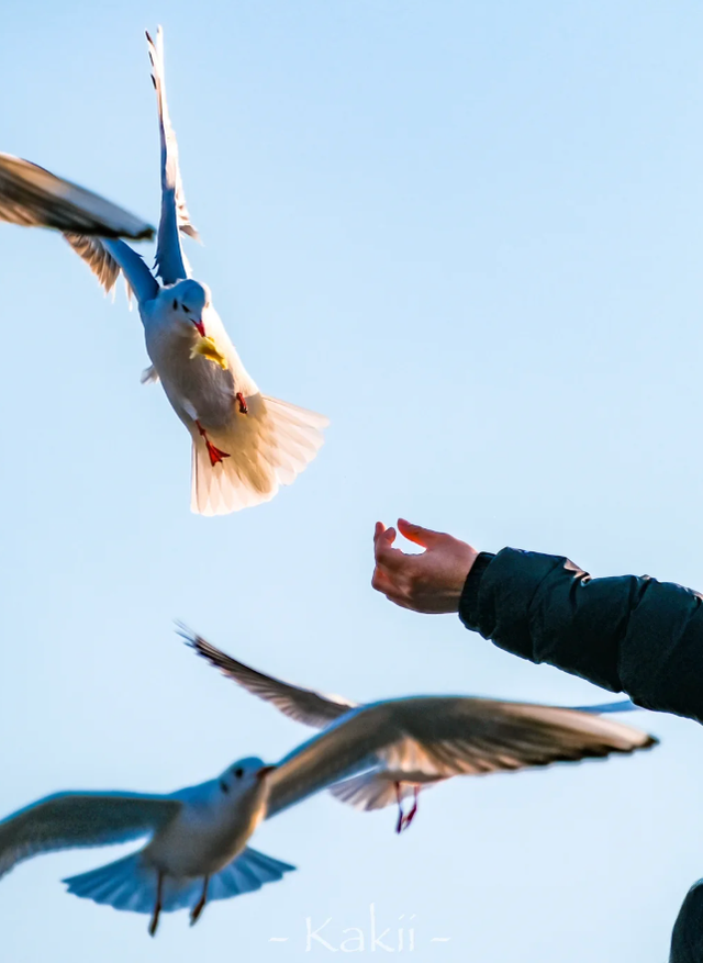 于市南，一日看尽海上花