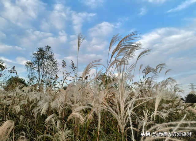 超绝的杭州“唐代泽”，已成秋冬打卡地，芦花翻滚，美不胜收！