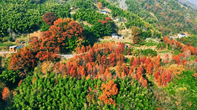 骑行赏枫、古村寻秋……被祁门的「枫景」治愈啦！| 皖美秋日