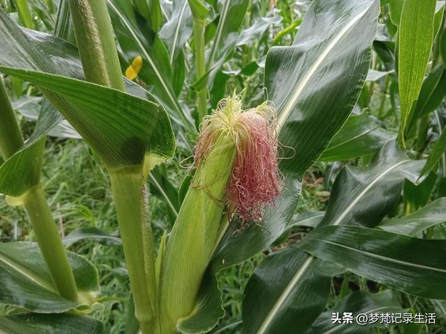 70多岁的老娘像个拼命三郎,一个人在雨天漫步拥抱大自然感觉不错
