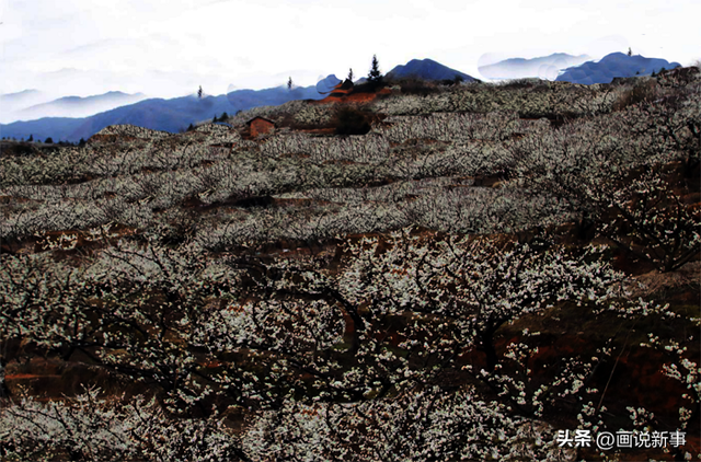 四堡元宵节：漫山“下大雪”