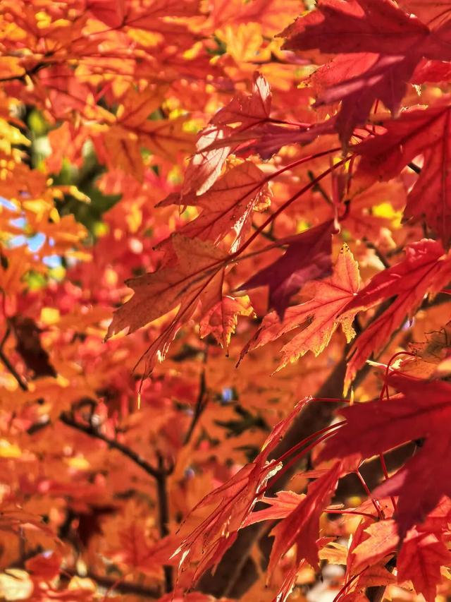 谁懂啊？这里的红枫，才是秋日“天花板”！