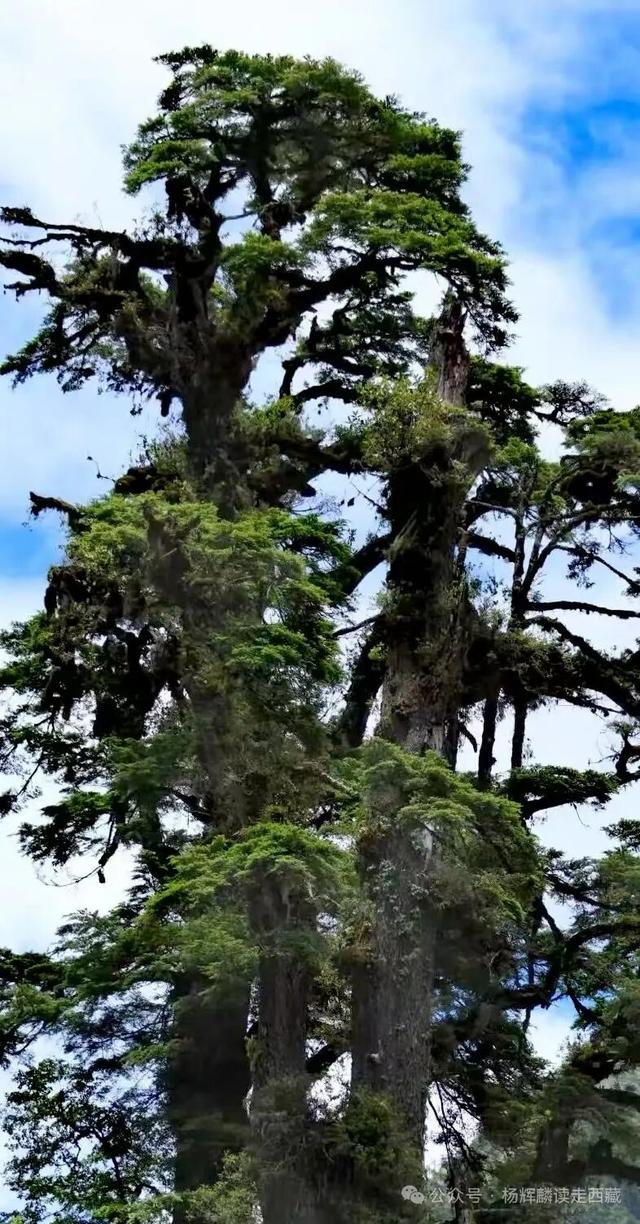 林芝•墨脱，风景如画的金珠藏布