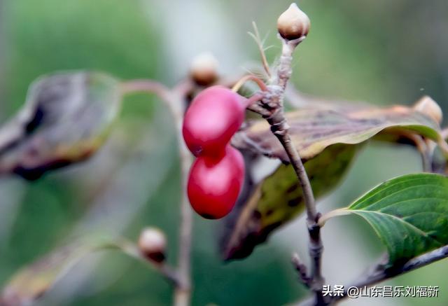 昌盛花园二期西区的冬景(下)