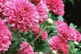 对《秋菊四首》的评说图片