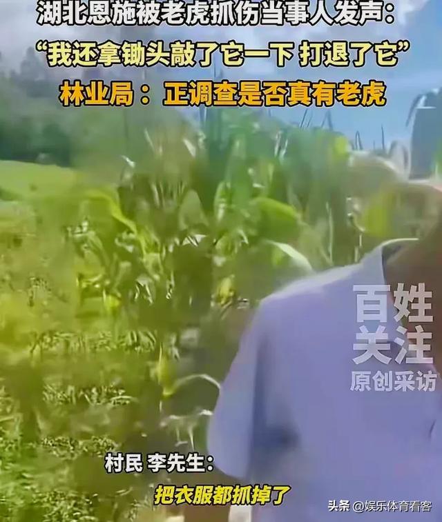 湖北恩施一村民干农活时被老虎抓伤：持锄头敲了它几下 摇摇头走了