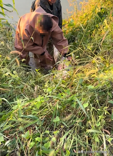如获至宝？巨型青鱼“暴尸”江边！湖北3男子忍着臭味抠出青鱼石