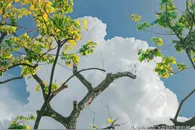 有谁知道，个人头像加黄V是什么意思？为什么加这个标识？图片