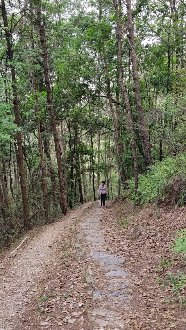 客天下与泮坑之间，登山古道旁一树多胎的诡异现象，期待专家解密