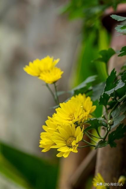 今日爆款文章：《你缺的不是时间，而是心的归处》