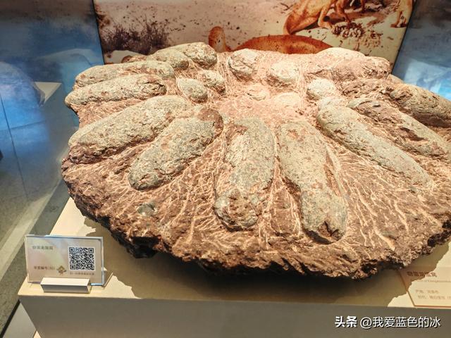 来河源才知道河源是中国恐龙之乡，挖掘出的恐龙蛋超级多