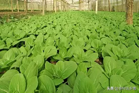 五种蔬菜生长期就是短，从种到收只需30天，种植简单省心省事图片