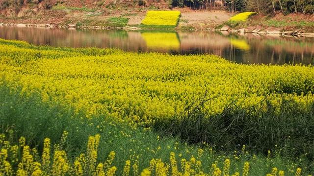 免费打卡！乐山这些地方的油菜花可以约起来啦~