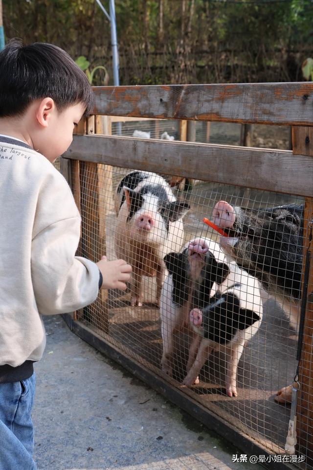 成都周边的“新西兰”牧场，看奶牛、喂萌宠、吃烧烤，被自然治愈