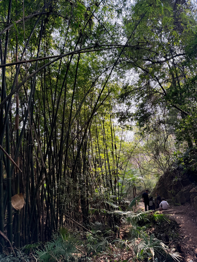奖牌首发！成都1.5h新晋野趣徒步线，绳索上下+森林秋千，太野了