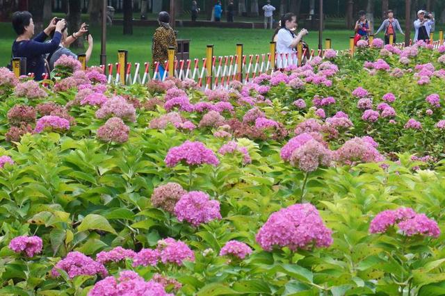 秋日来西安小雁塔赏绣球花
