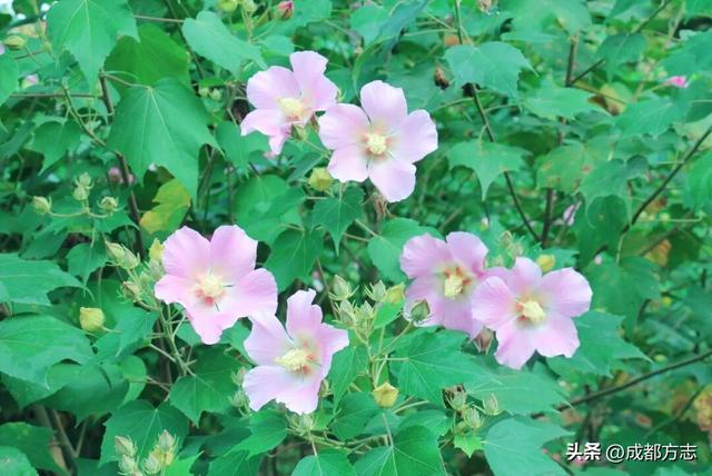 开疯了！一日三变的浪漫，错过等一年→